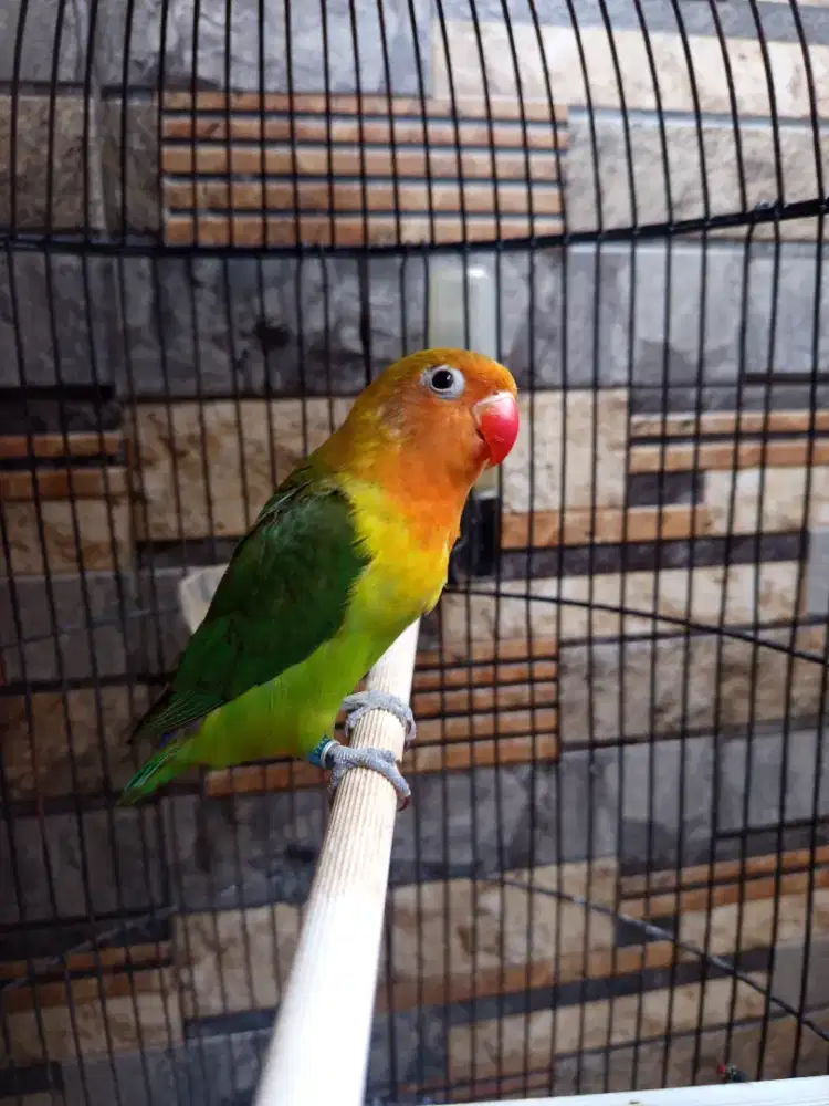 Lovebird balibu josan