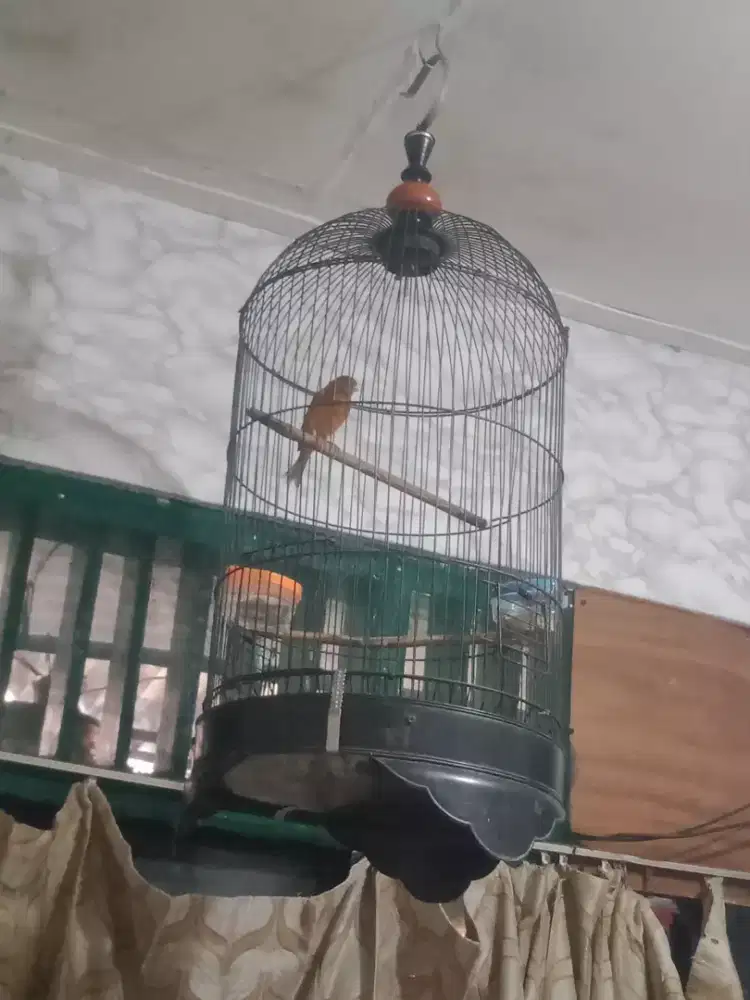 Burung kenari gacor
