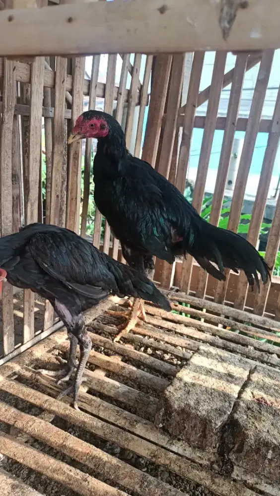 Ayam aduan bulu hitam