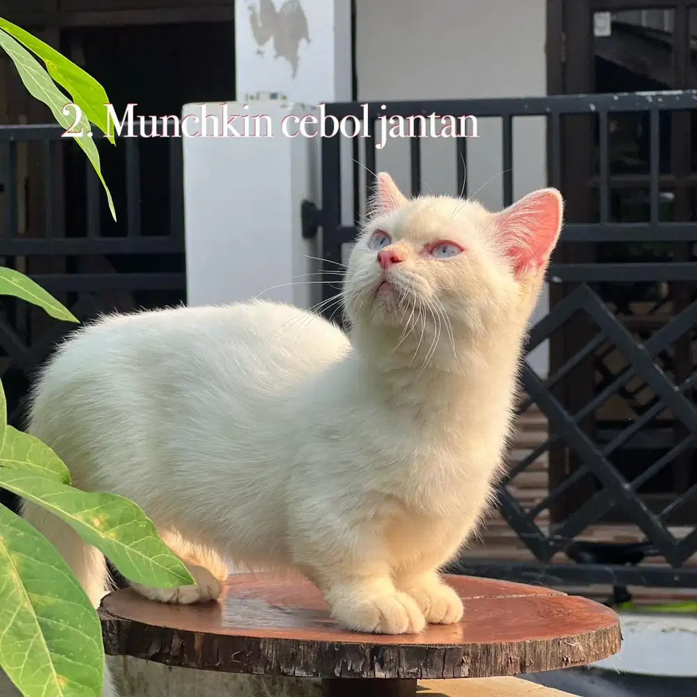Munchkin bsh jantan cebol