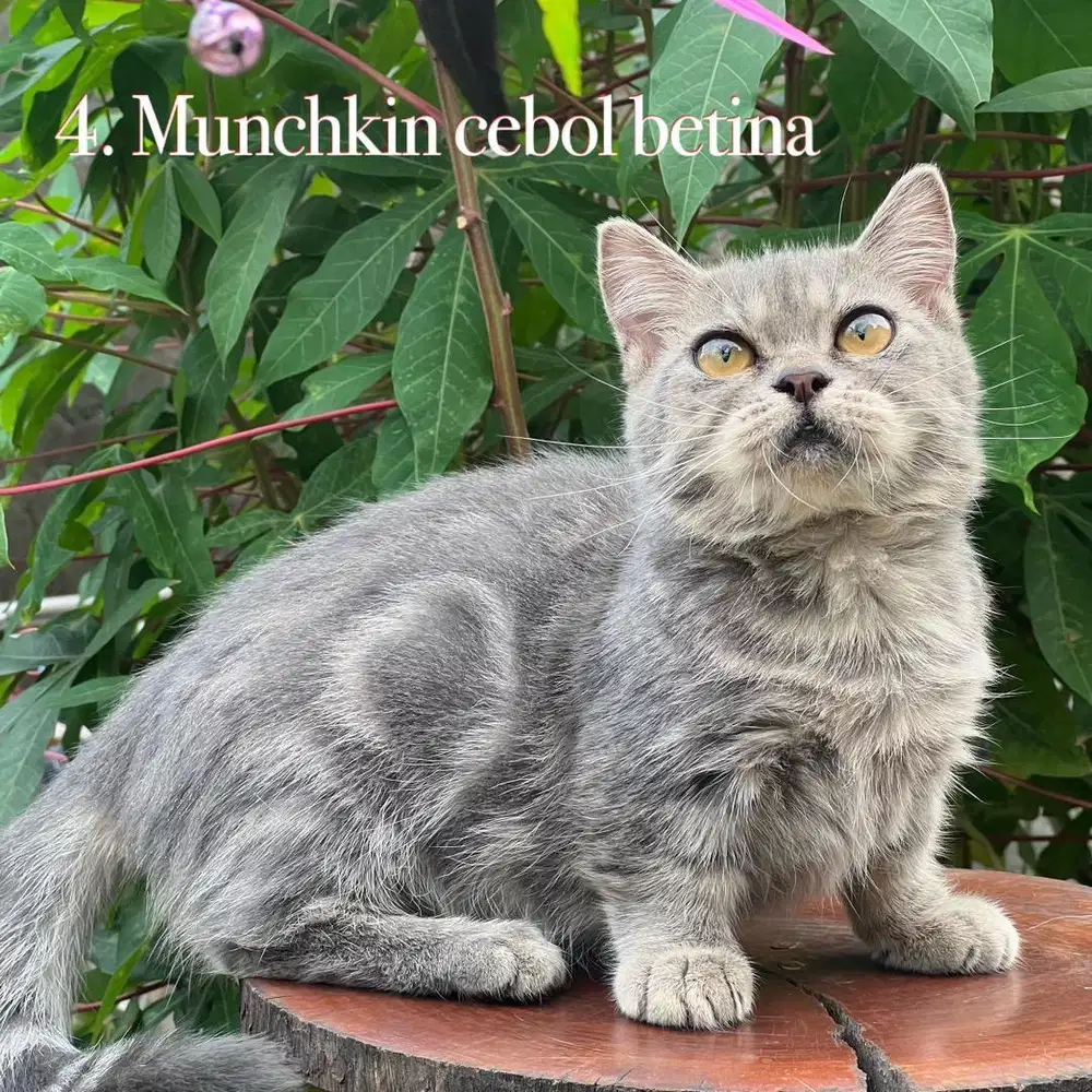 Kucing munchkin cebol betina