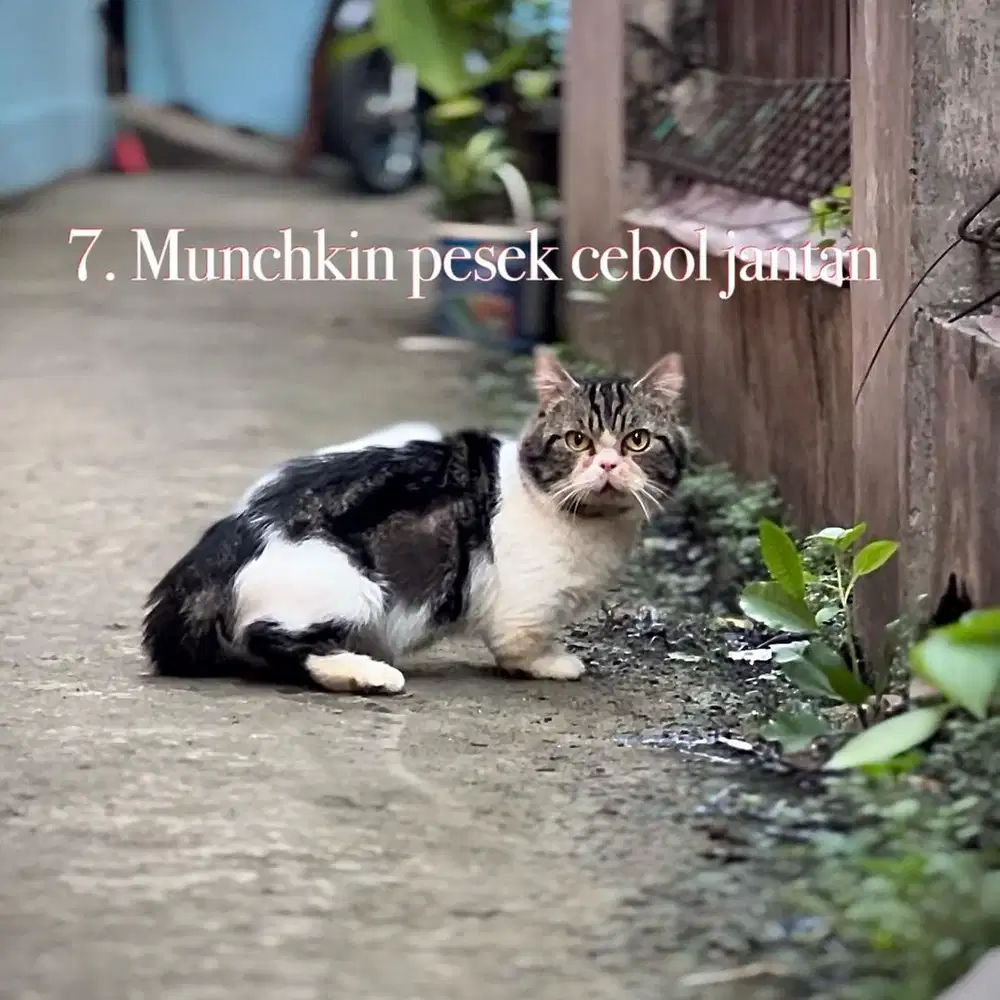 Kucing munchkin pesek cebol jantan jago kawin