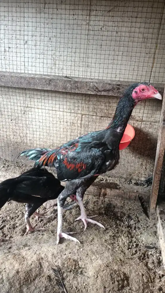 Ayam aduan sejodoh
