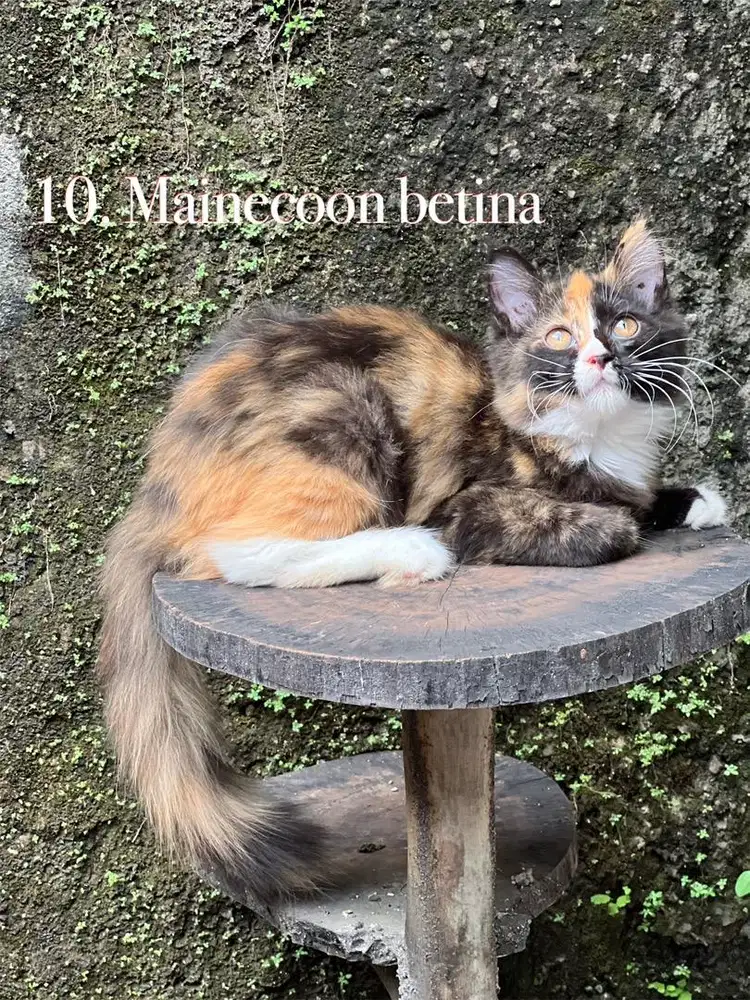 Kucing mainecoon betina