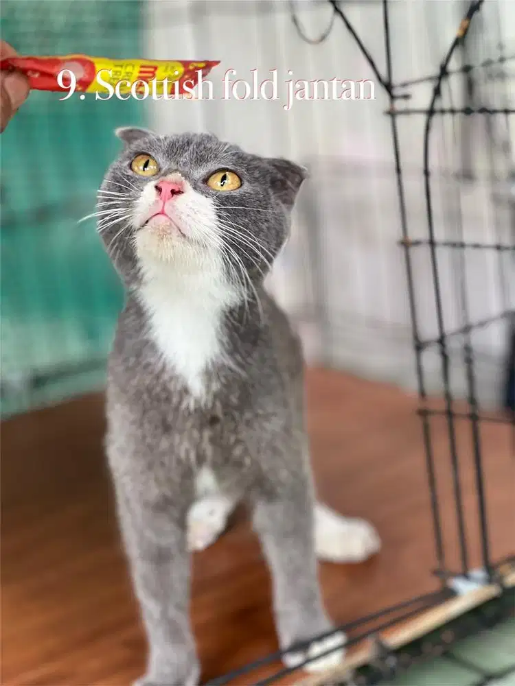 Kucing scottish fold jantan