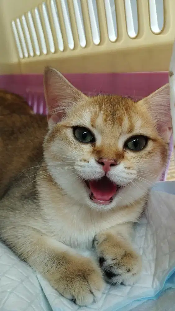 Kucing BSH golden dan silver