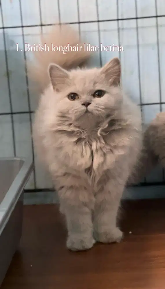 Kucing british longhair lilac anakan import betina