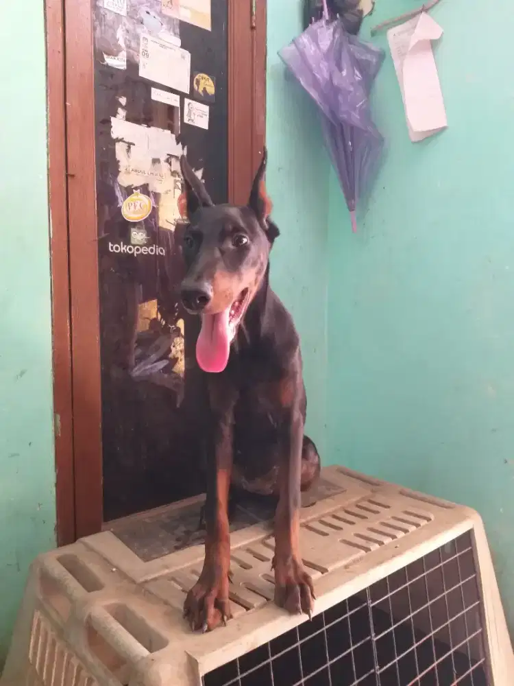 Doberman betina 5bln jln udah keren