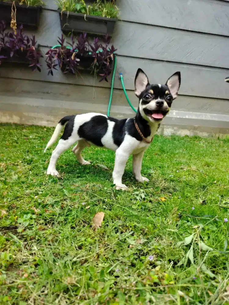 Chihuahua Jantan