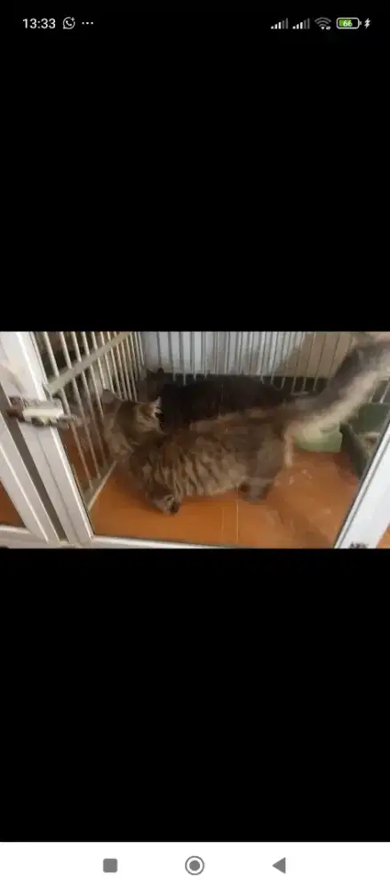 munchkin ras kucing kaki pendek