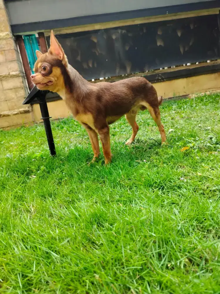 Chihuahua Jantan