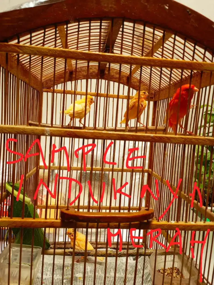 Anak kenari Merlok ring ternak