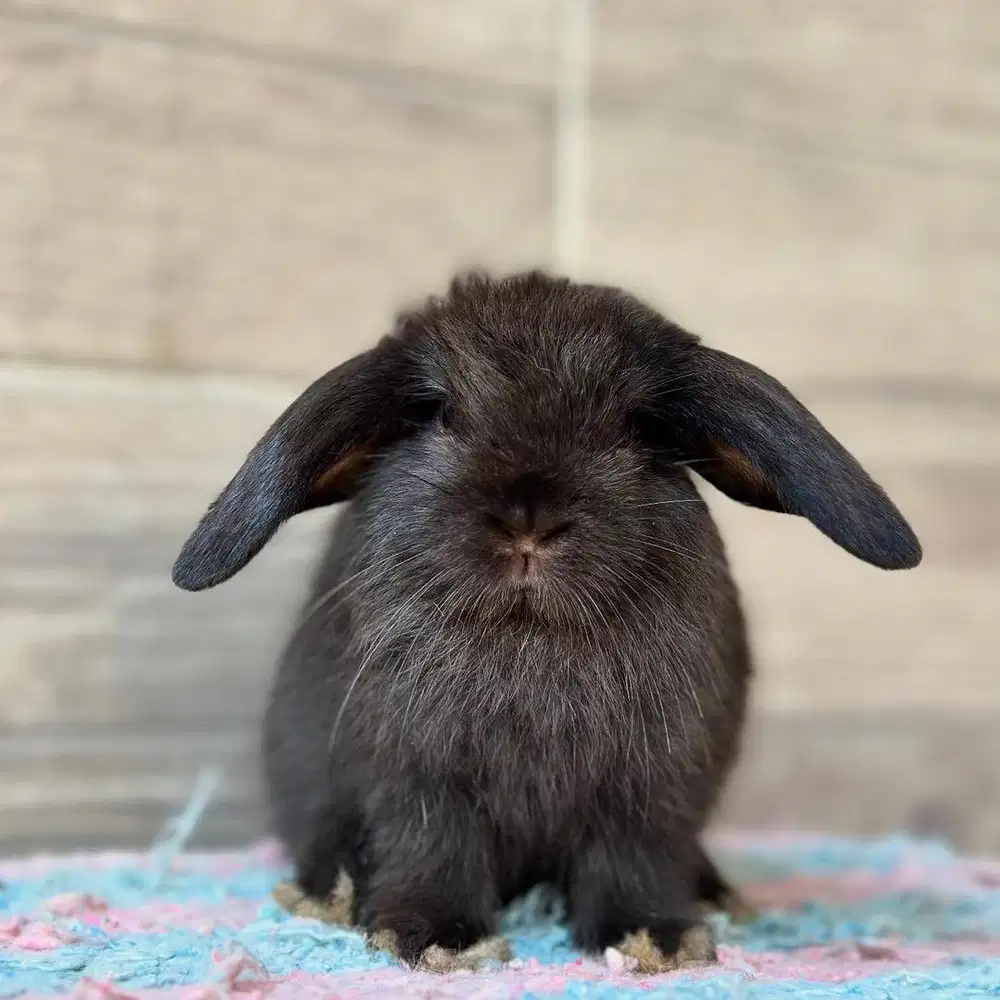 kelinci holland lop murmer