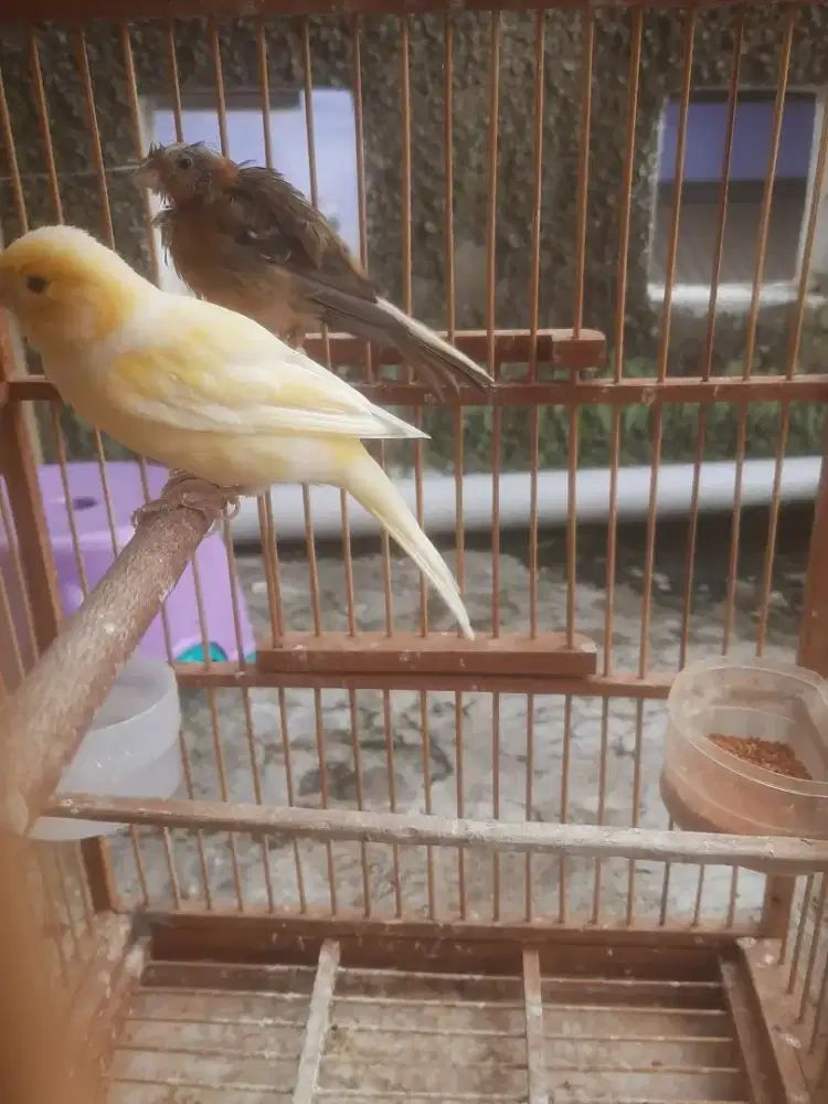 Kenari betina siap
