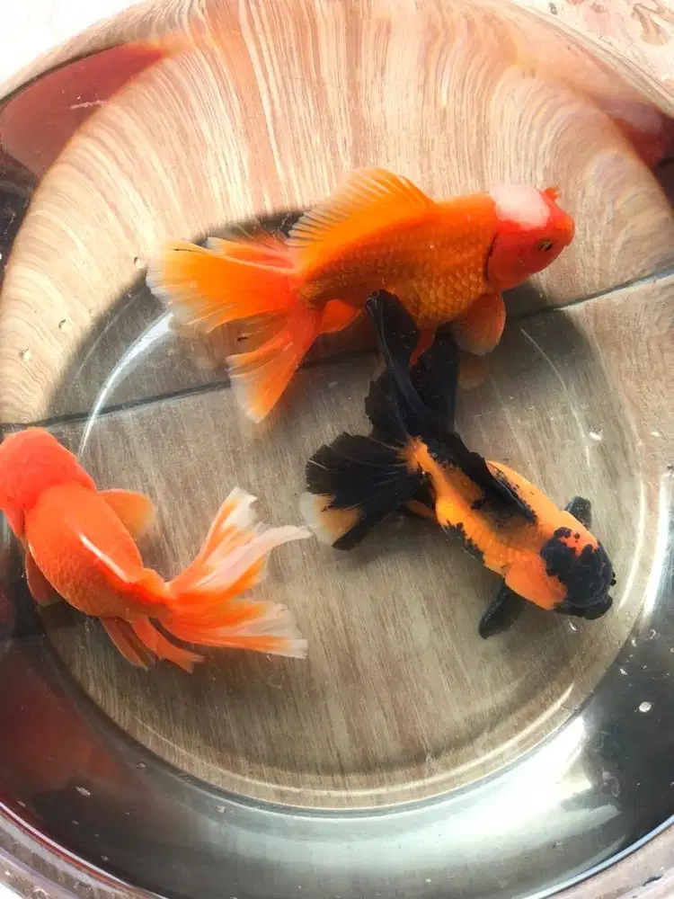 Mas Koki Oranda Long Tail (OLT)