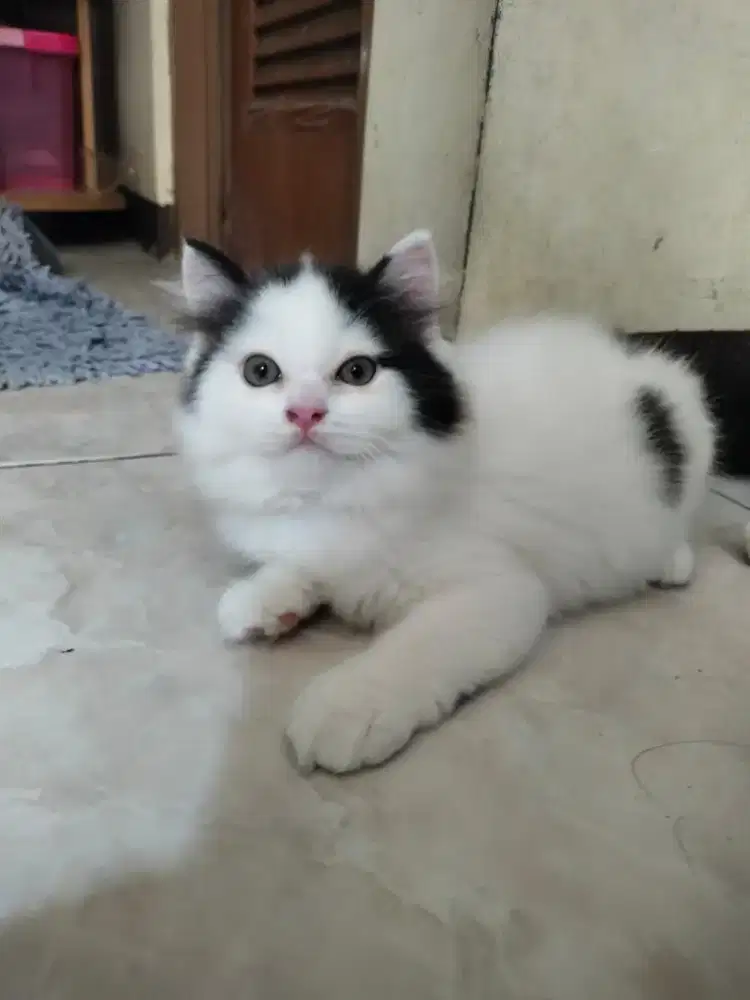 Adopt kitten bocil
