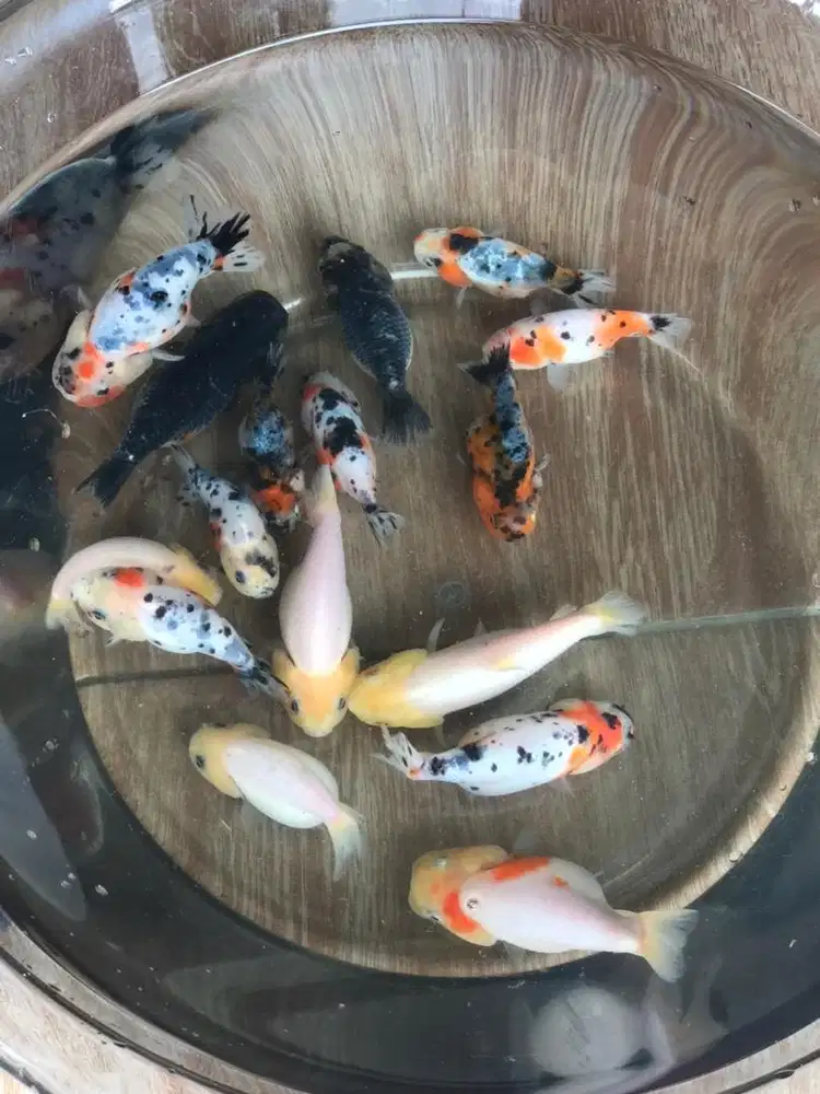 Mas Koki Ranchu Kaliko
