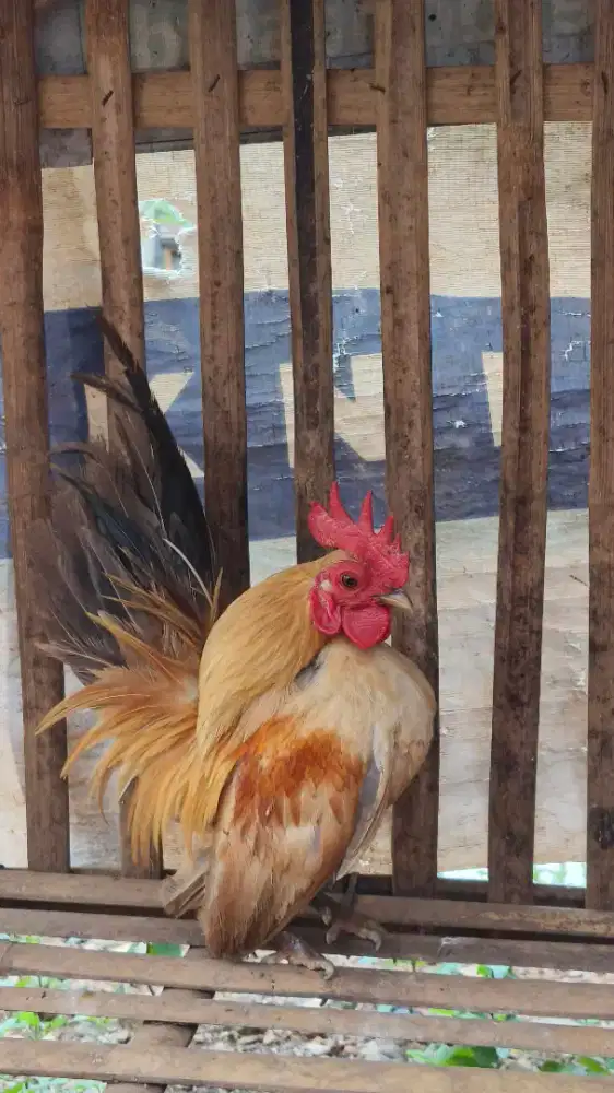 Ayam Serama Jantan