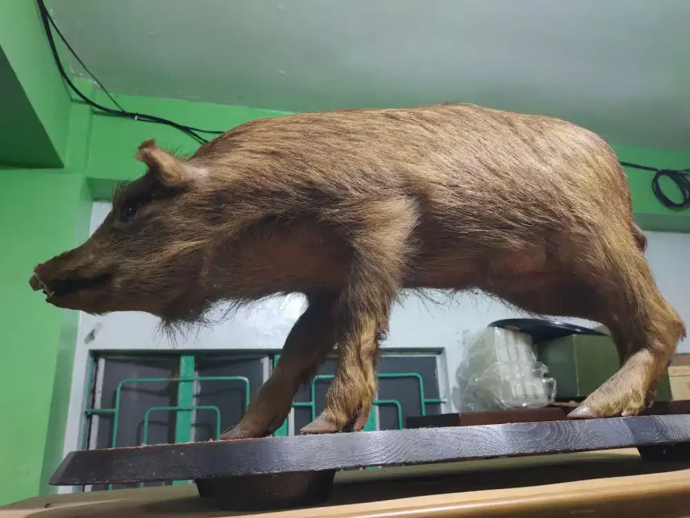 Pajangan Babi Hutan