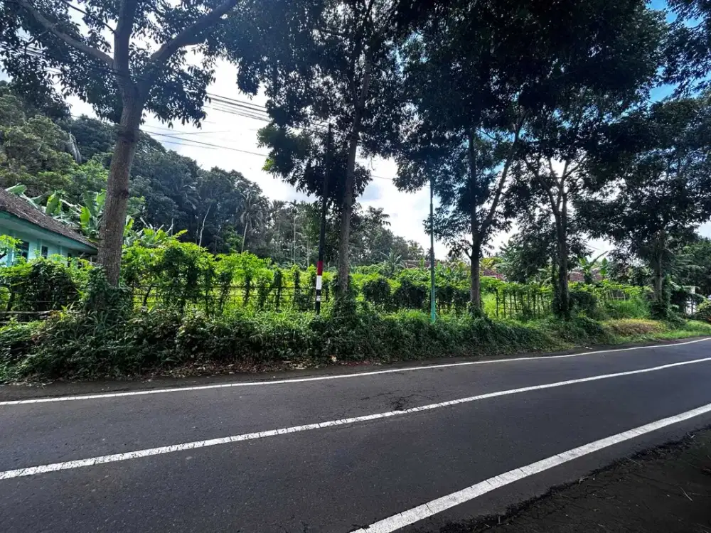 TANAH PROSPEK PINGGIR JALAN PROPINSI LICIN BANYUWANGI