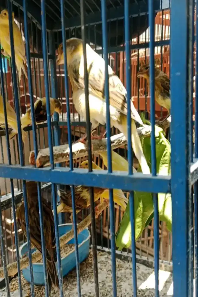 Burung kenari paud stok melimpah