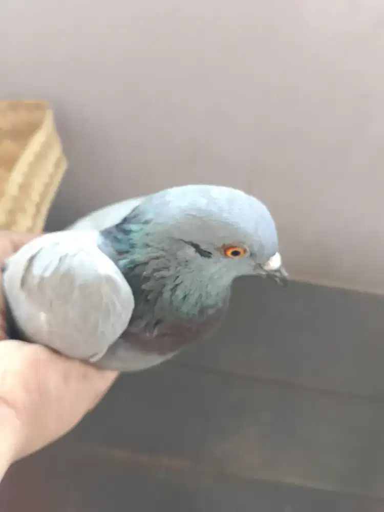 Jual burung dara 2