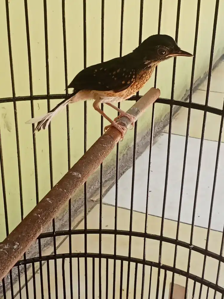 Murai terotol hutan mantap