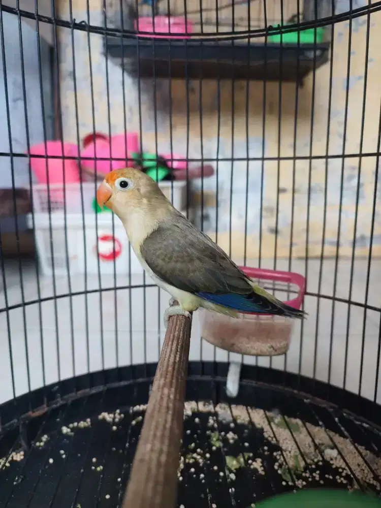 Lovebird biola PB turquoise jantan