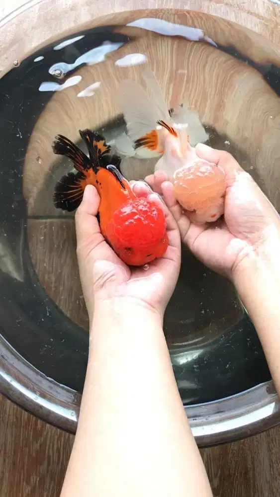 Ikan Koki Oranda Rose Tail