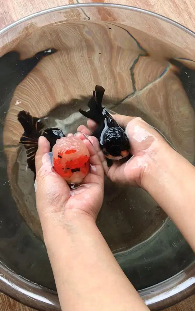 Ikan Koki Oranda