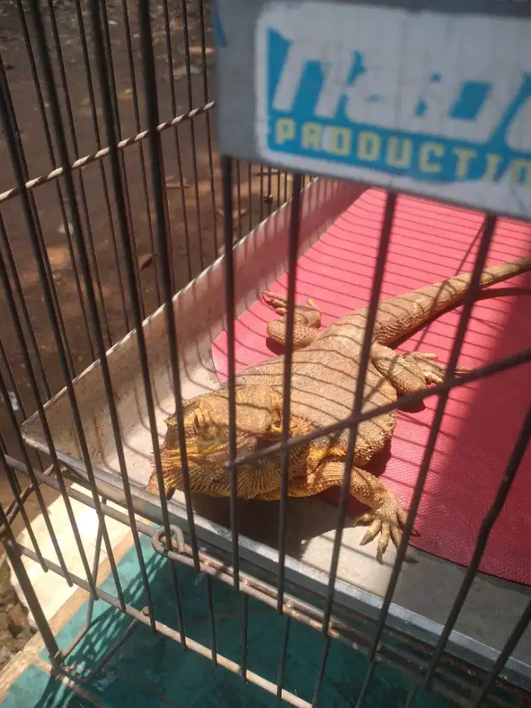 bearded dragon jantan.