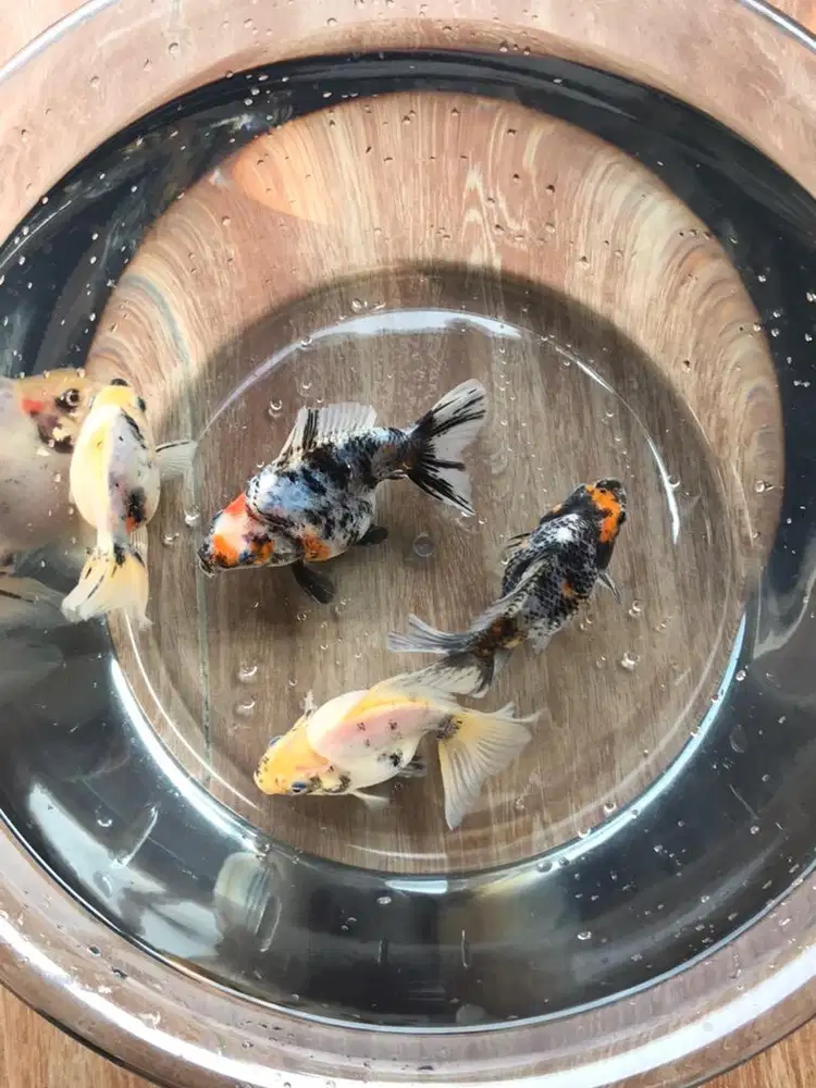 Ikan Koki Ranchu