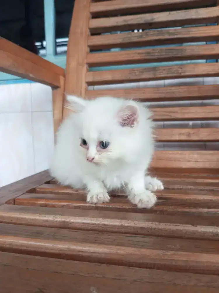 Lepas adopsi kucing persia