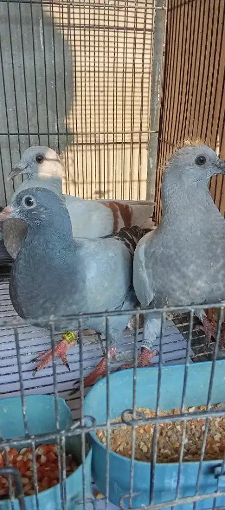 Merpati pos piyik