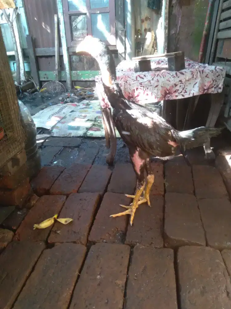 Ayam bangkok muda