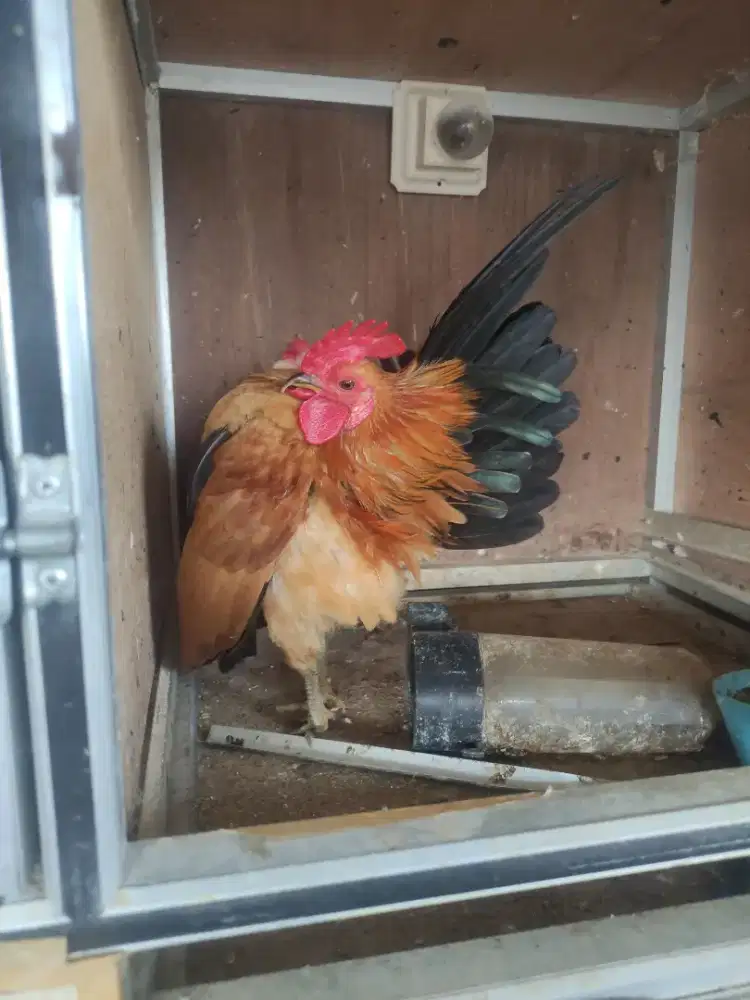 Ayam Serama berkualitas siapa cepat