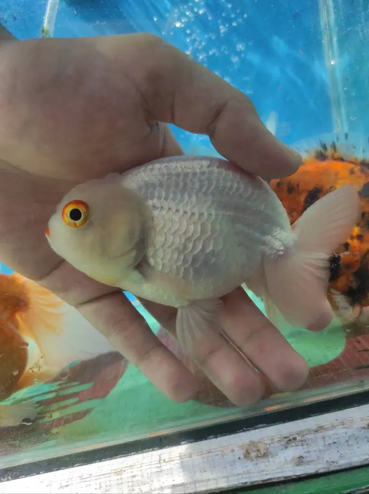 Ikan Hias Mas Koki