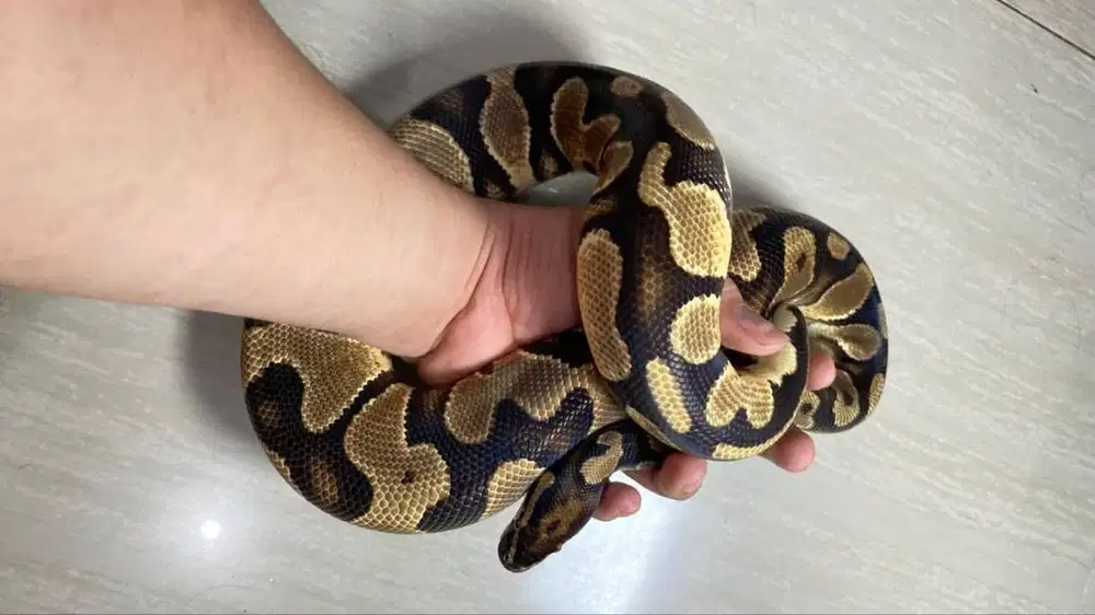Ballpython Orange Dream Yellow Belly