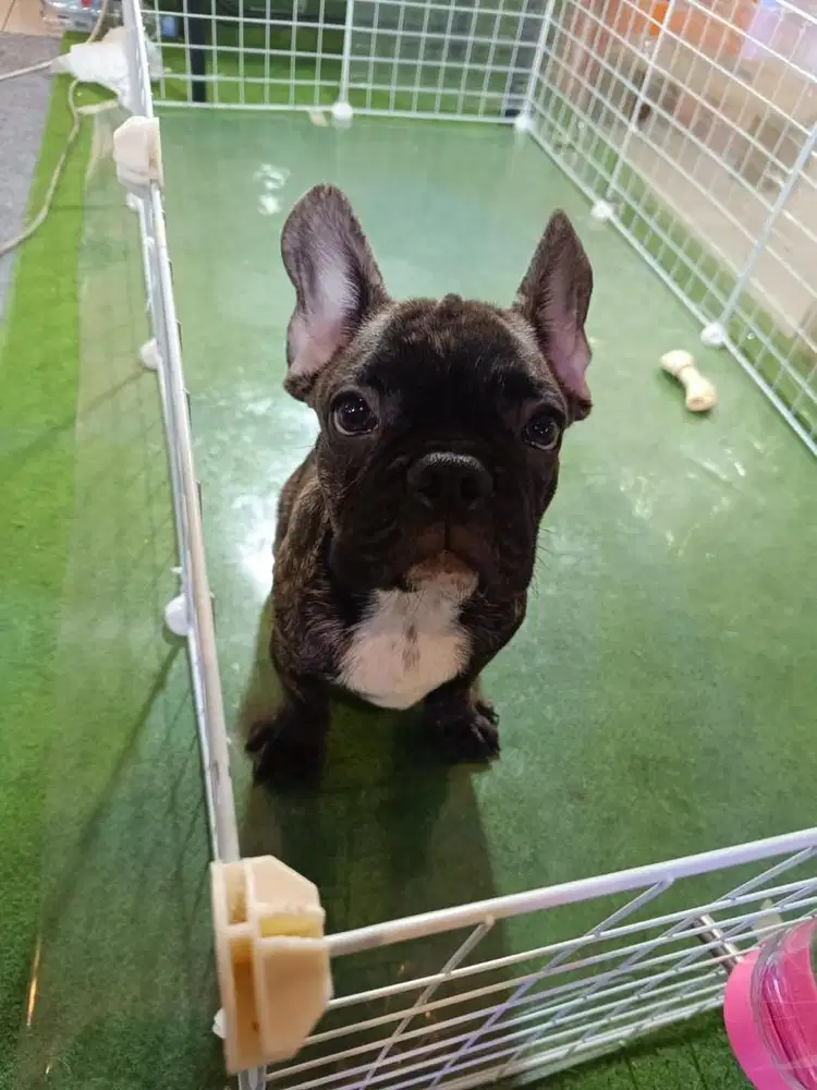 FRENCH BULLDOG GOOD QUALITY