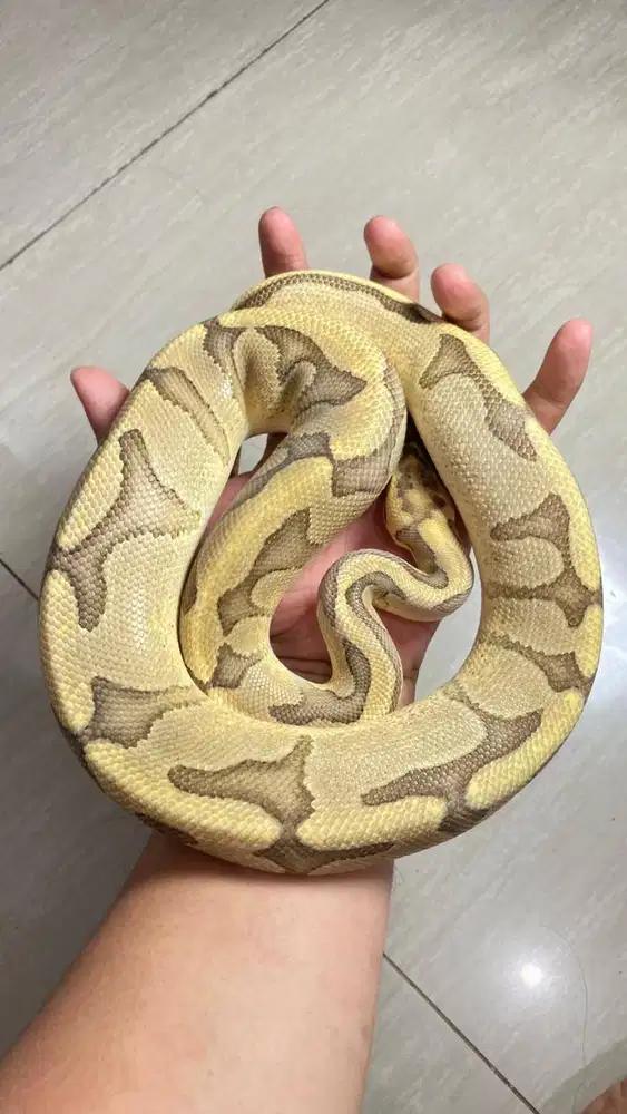 Ballpython Fire Enchi Blade (RS) het Clown