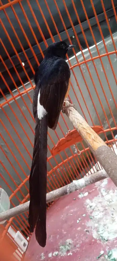 Burung murai batu