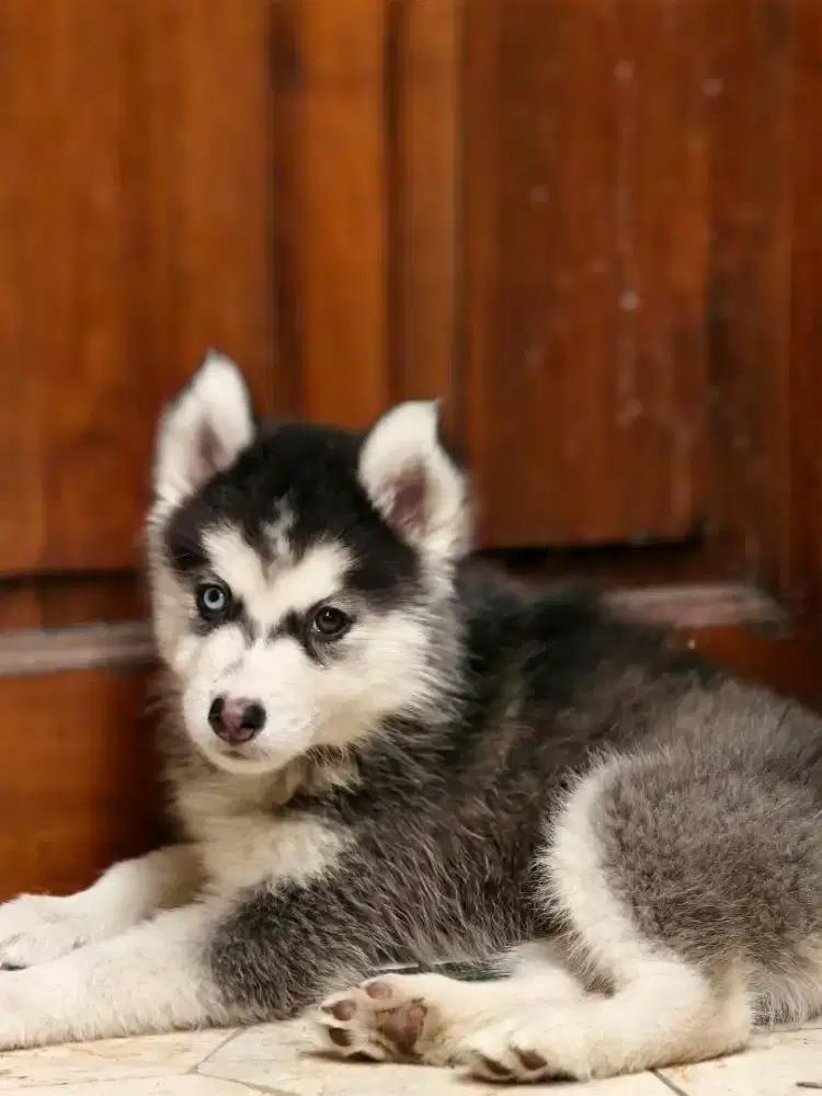 Anjing Siberian Husky