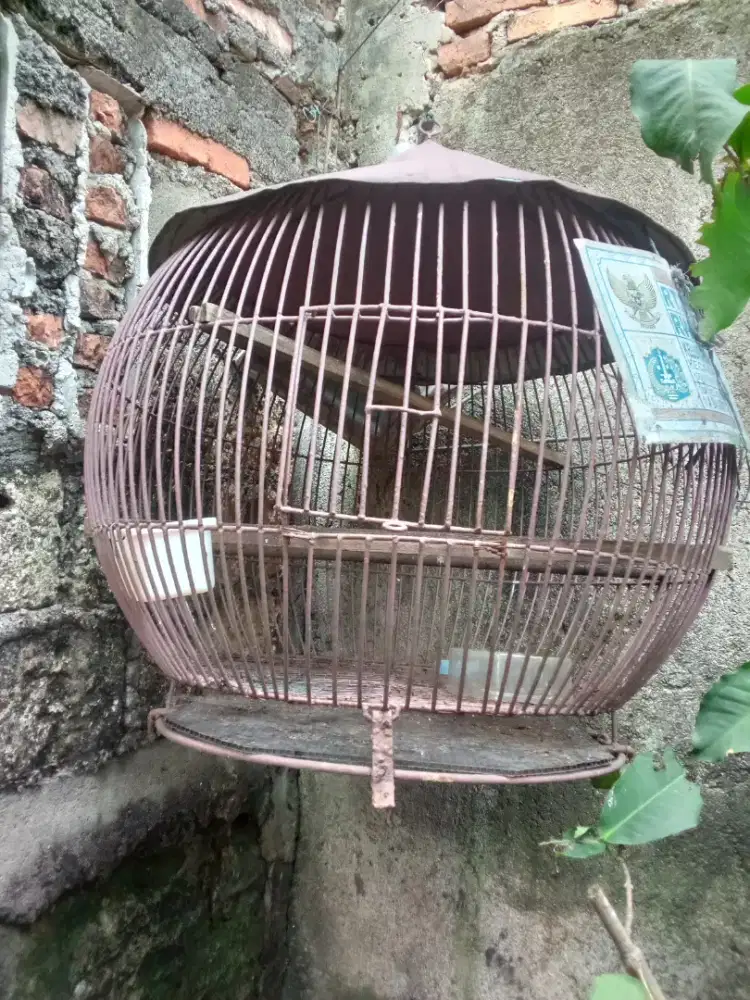 Kandang jalak murmer