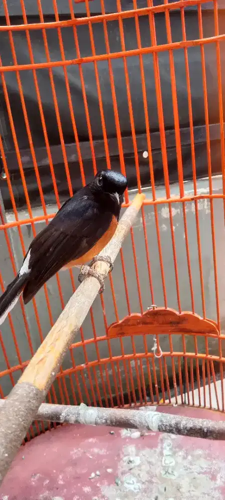 Burung murai batu