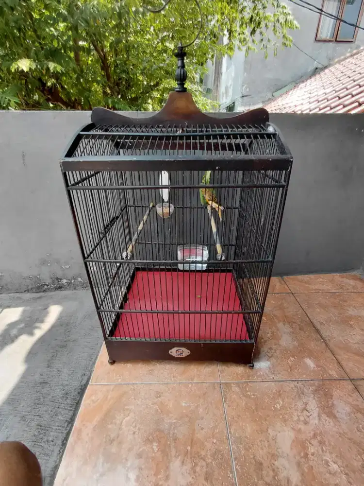 dijual burung kenari loper gacorr