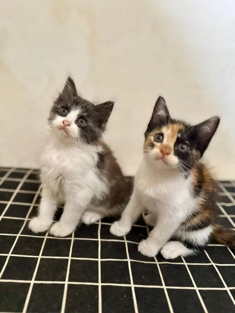 Open Adopt kitten betina