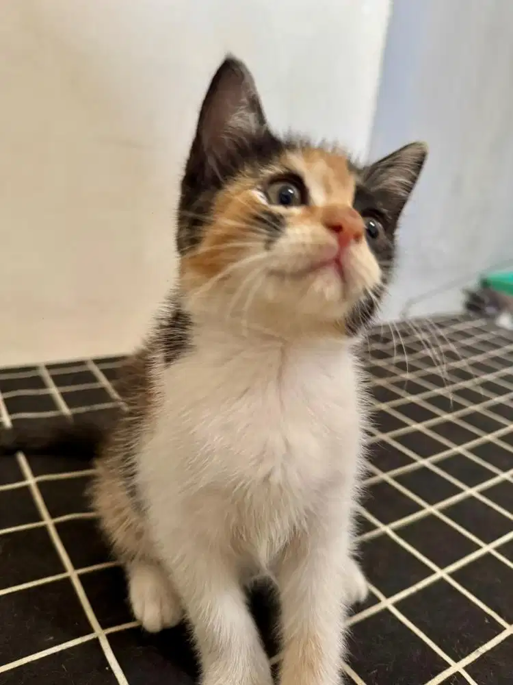 Open Adopt kitten betina