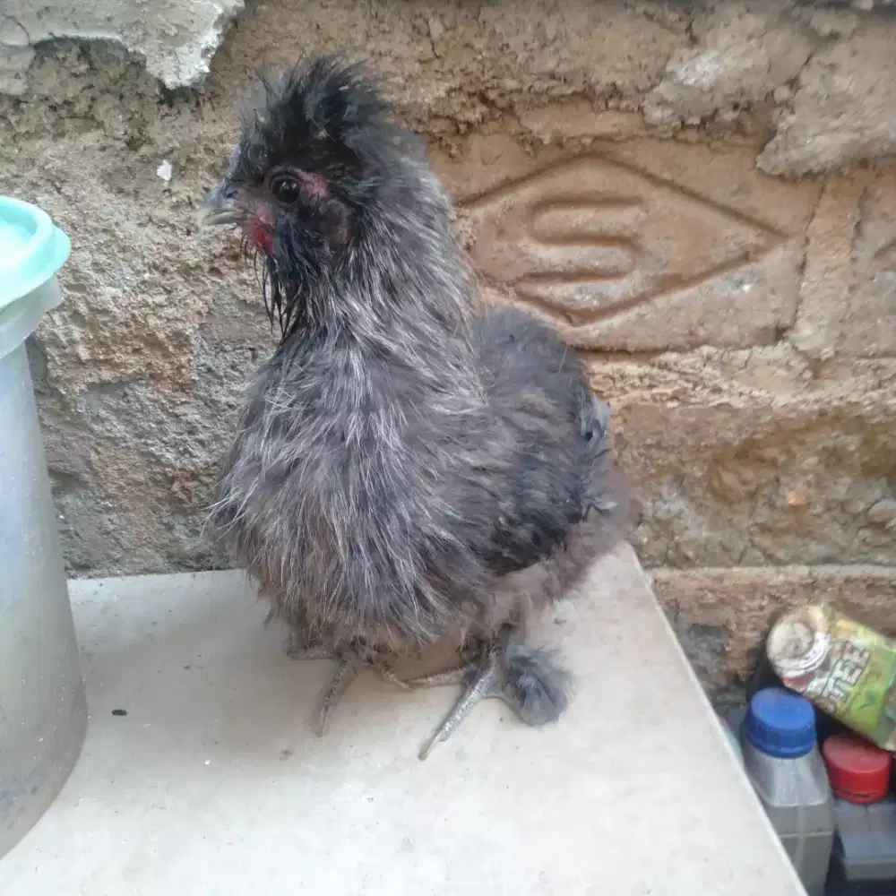 Ayam silkie betina