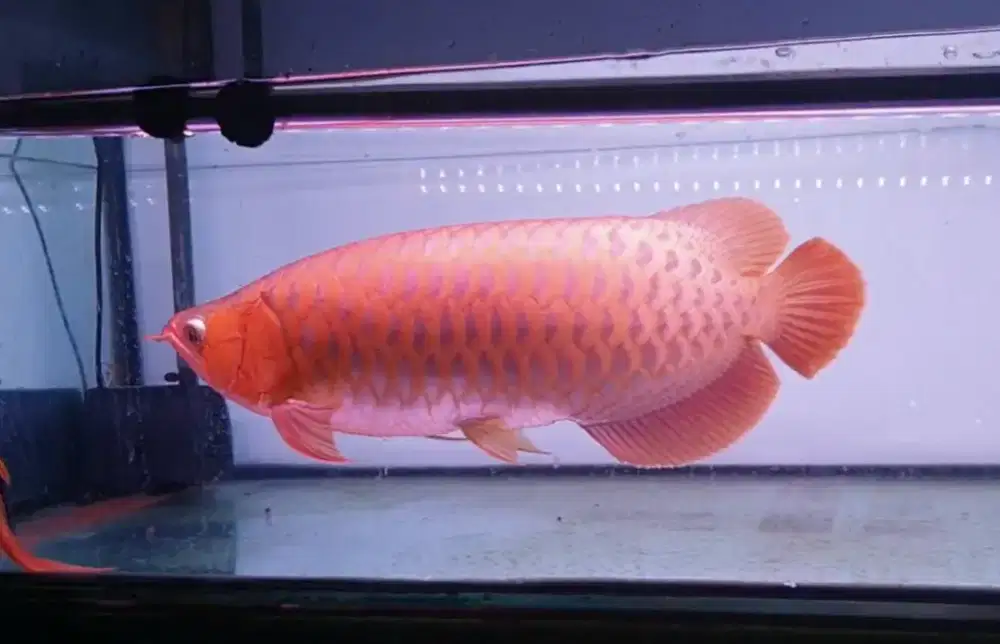 Arwana sumo uk 50 cm