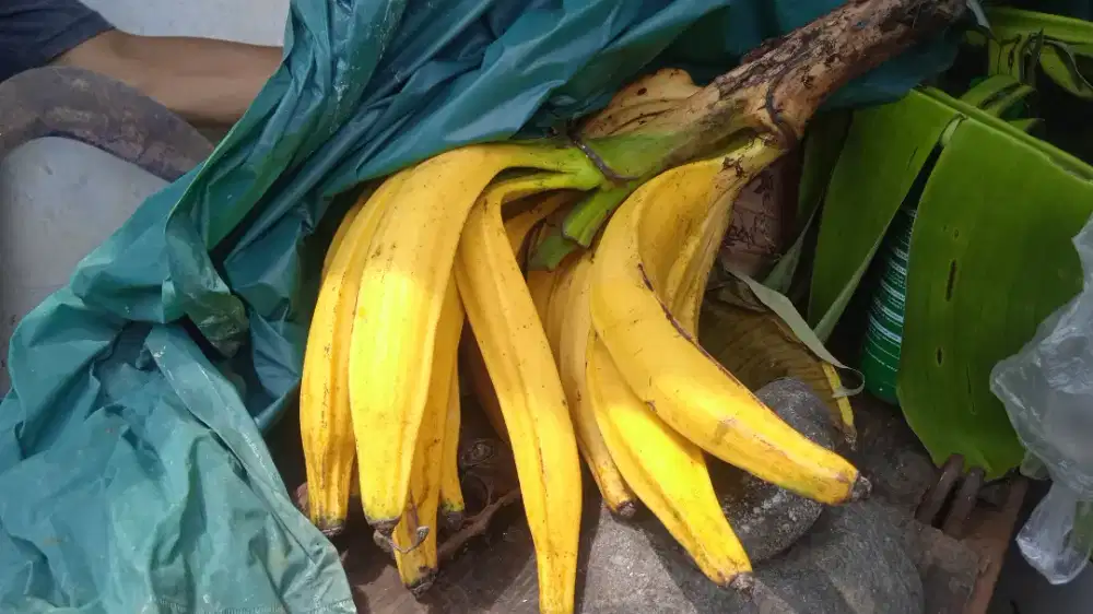 Jual bibit pisang tanduk super per pohon di jamin pisang tanduk super